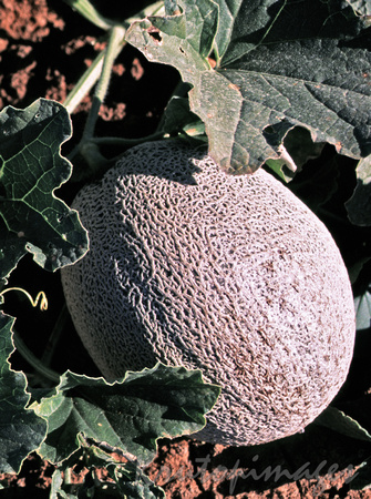 Fruit- Cantaloupe in the field
