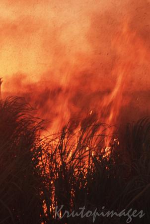 Fire-burning cane crops