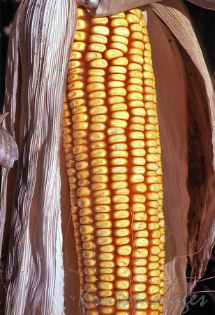corn cob-up close