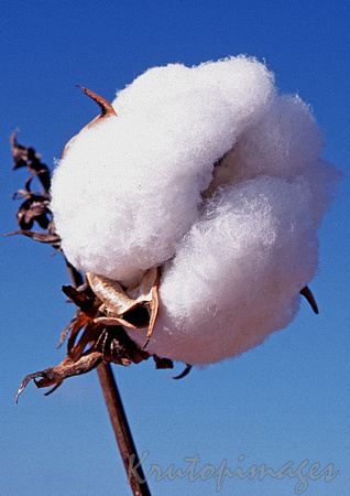 Cotton- on plant