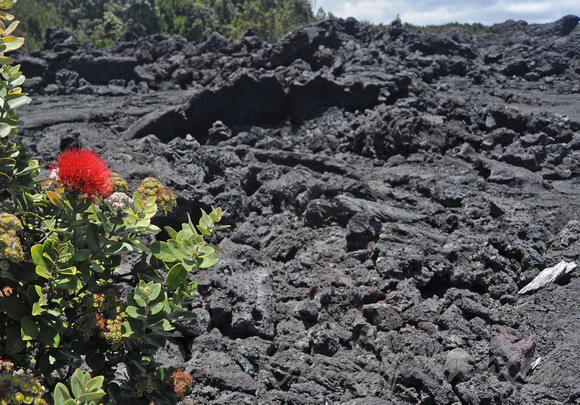 Flora-native flowers in volcanic rock Hawaii