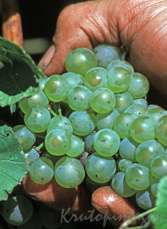 Fruit-green grapes in hand