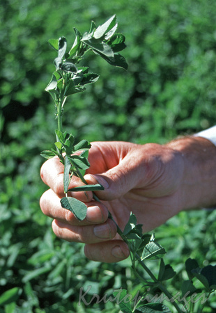 Lucerne plant in hand -in field