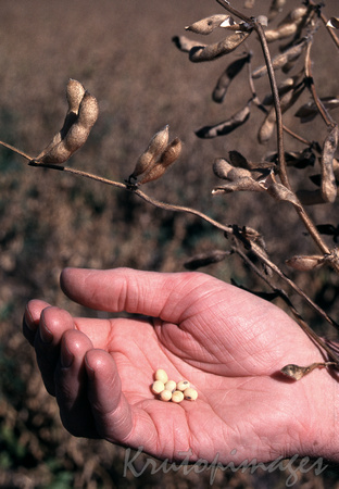 Soya Beans in hand and plant at rear
