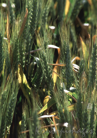 wheat crop in the field