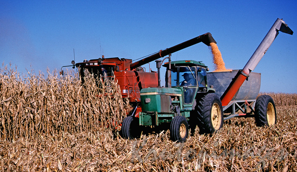 harvesting corn crop
