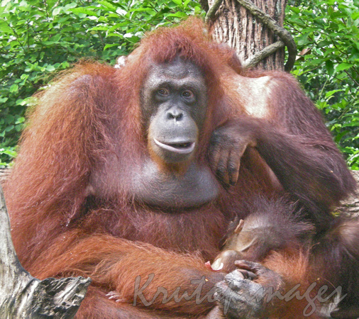 Orangutan mother and baby-Singapore