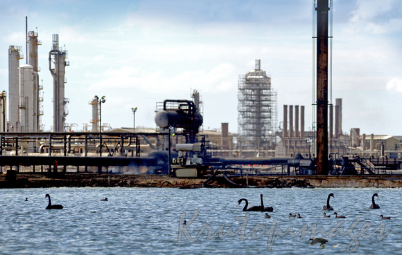 waterbirds on cooling ponds at refinery