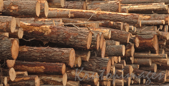 Timber Industry -stacked logs