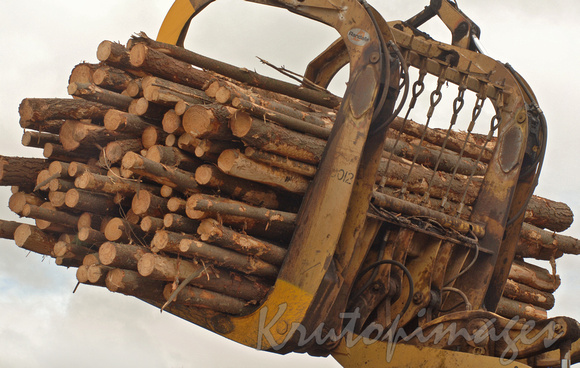 Timber industry- cut logs lifted to transport