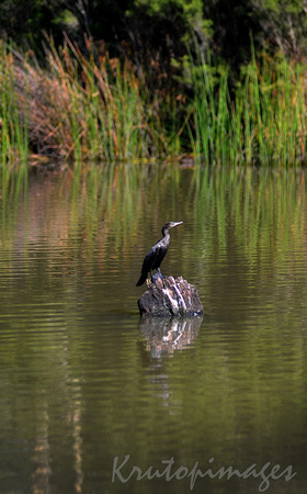 Commorant or water bird sits on a old stump in the middle of a lake