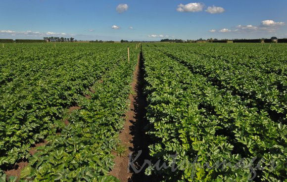 celery crops in South East Vic
