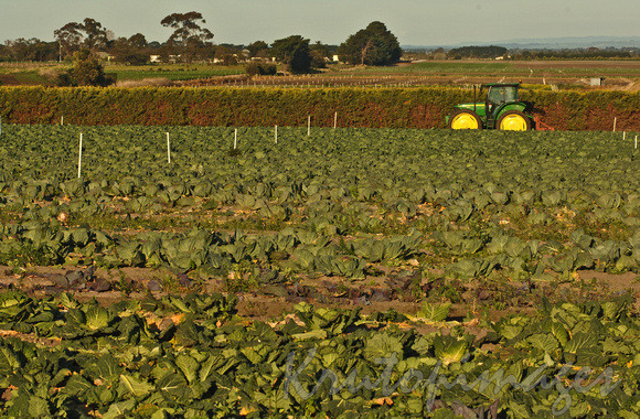 farming in South East Victoria