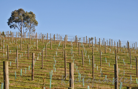 Grape vines-Narre Warren living-south east Victoria