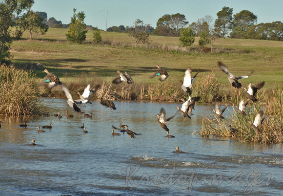Ducks on lake in suburbia-Victoria
