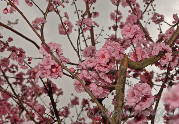 Pink Blossom-spring2