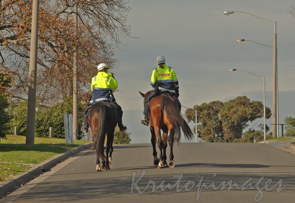Police horses-mounted police on patrol