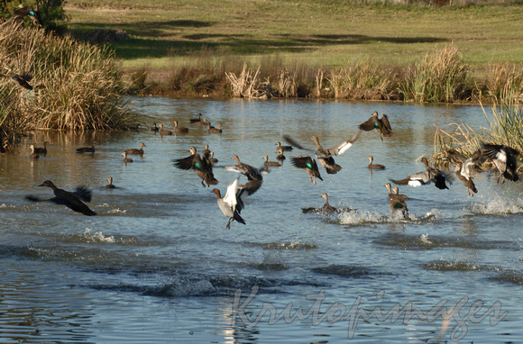 Ducks on lake in suburbia2-Victoria
