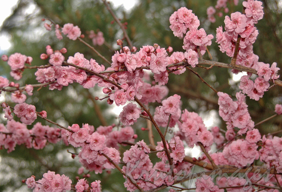 Pink Blossom-spring