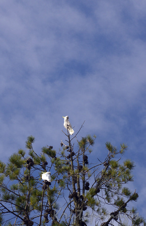 Sulphur Crested Cockatoo stripping a tree top