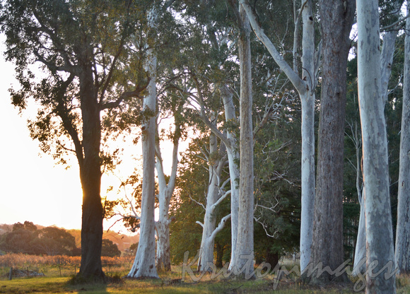 Gumtrees at sunset