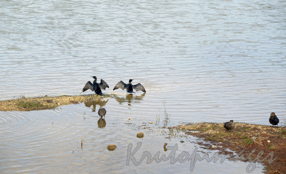 cormorants enjoying a time on a shallow shoal in the lake