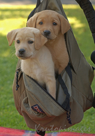 Guide Dog backpackers