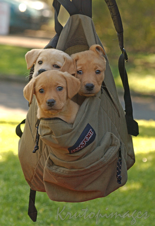Guide Dogs of the future-3 pack