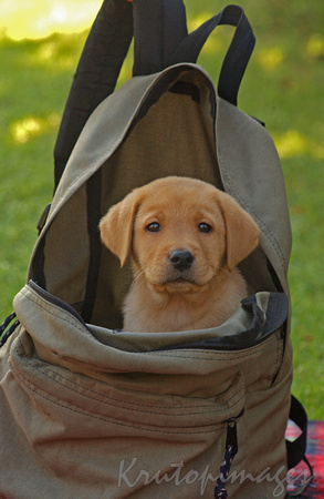 Guide dog-in a Backpack