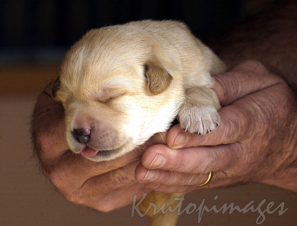 guide dog puppy prior to training being held in  human hands