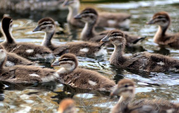 Ducklings in water