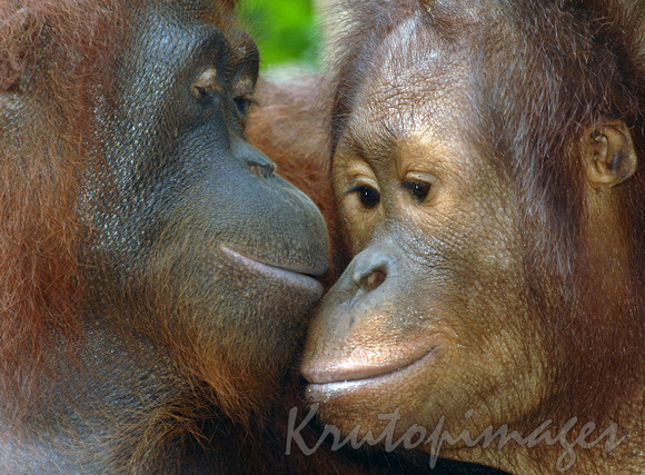 loving orangutans