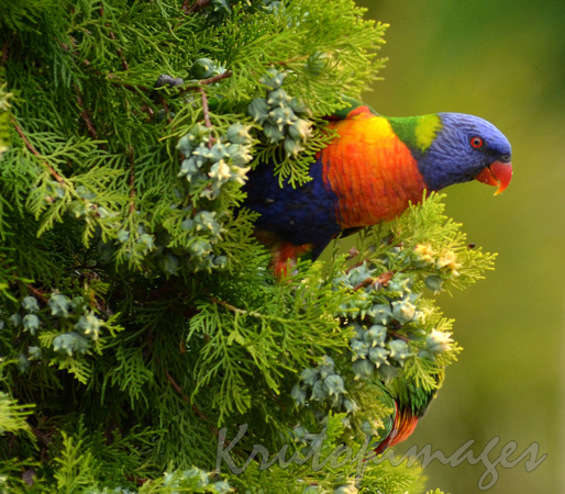 Rainbow Lorikeet parrot in tree