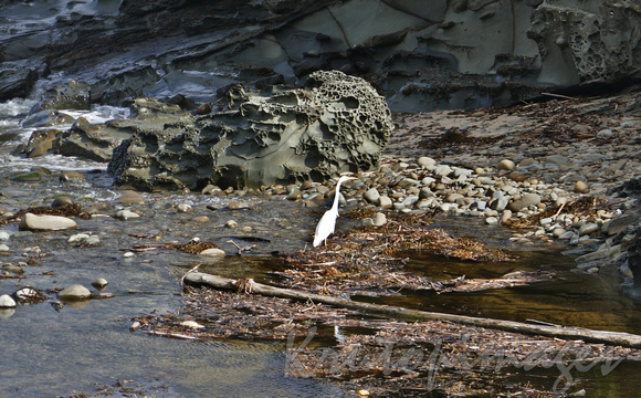 White Heron amongst the flotsam and jetsom on the coastline of the Great Ocean Road