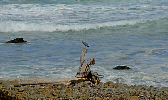Great Ocean road -a Blue Heron perches on a shoreline dead tree stump at Wye River Victoria