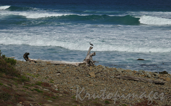 Great Ocean Road -Wye River inlet with a Blue Heron being the centre of attention on a dead washed up tree