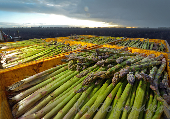 asparagus inboxes after harvesting