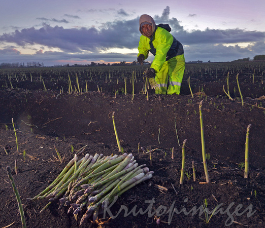 itinerant worker harvests asparagus