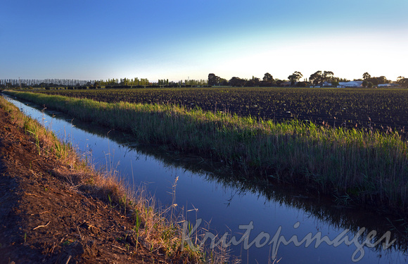 Irrigation canal through asparagus crops- Dalmore Victoria