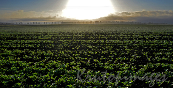 Dalmore crops at sunrise