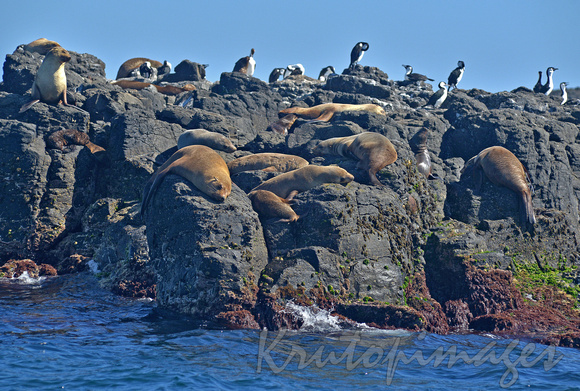 Seal Rocks Clony & birdlife