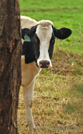FResian cow peeking around the trunk of a tree in the paddock
