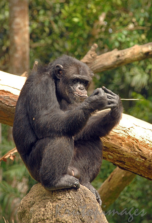 chimpanzee Melbourne zoo