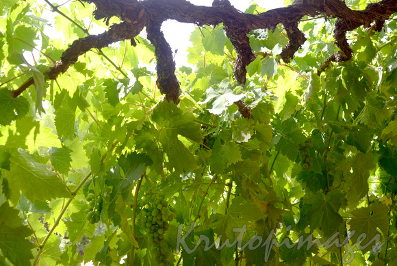 Fruit-green grapes on vine