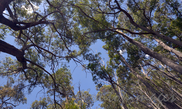 trees in West Gippsland