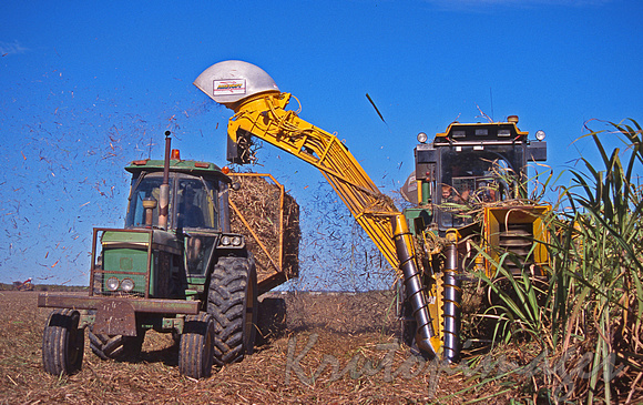 sugarcane harvest QLD 88