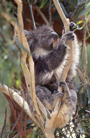 Koala-mature koala in the bush
