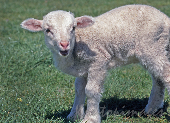 lamb bleeting during spring
