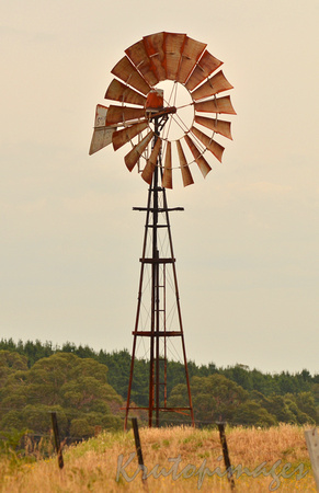 Southern Cross windmill in paddock-Gippsland5909
