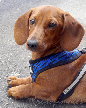 Dachshund on the end of a leash-also known as the weiner or sausage dog-1